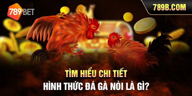 Tìm hiểu về lễ hội đá gà Bình Định